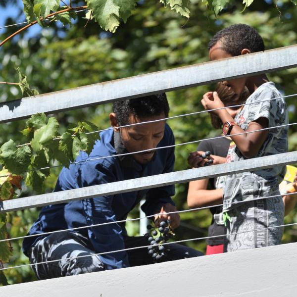 Unterprojekt Tafeltrauben