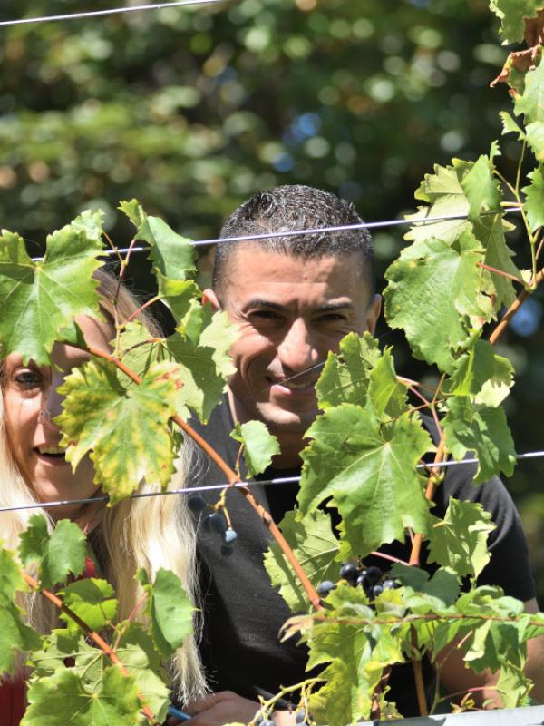 Unterprojekt Tafeltrauben