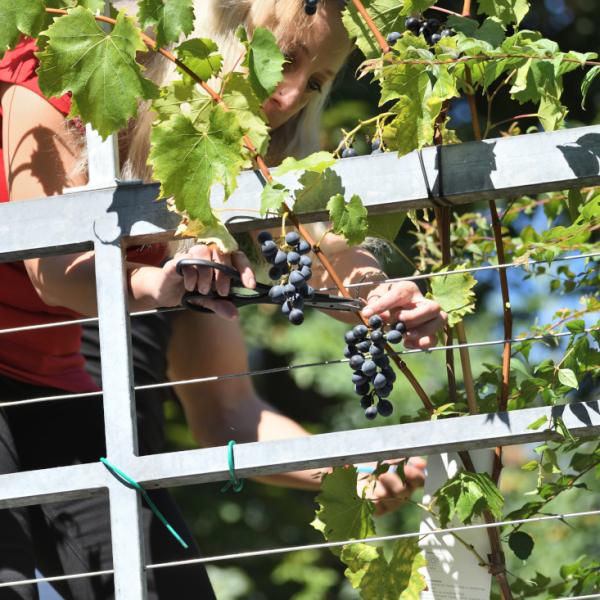 Unterprojekt Tafeltrauben