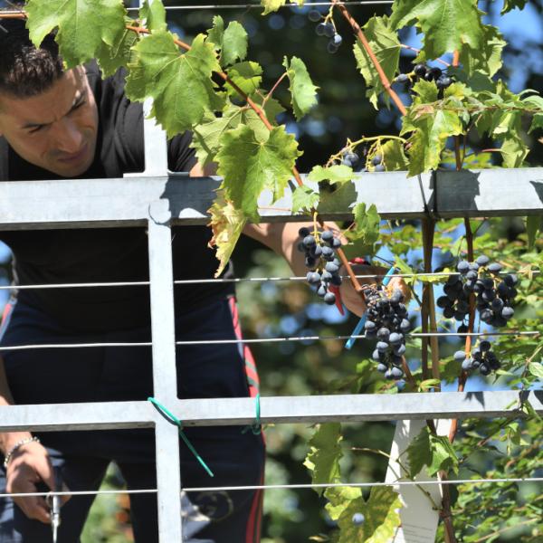 Unterprojekt Tafeltrauben